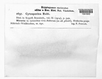 Cytosporina rubi image